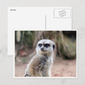 meerkat postkarte (Vorne/Hinten)