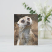Meerkat Postkarte (Stehend Vorderseite)