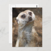 Meerkat Postkarte (Vorne/Hinten)