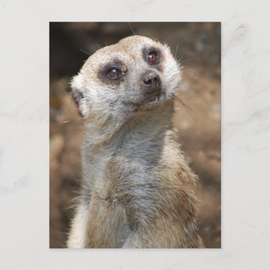 Meerkat Postkarte (Vorderseite)