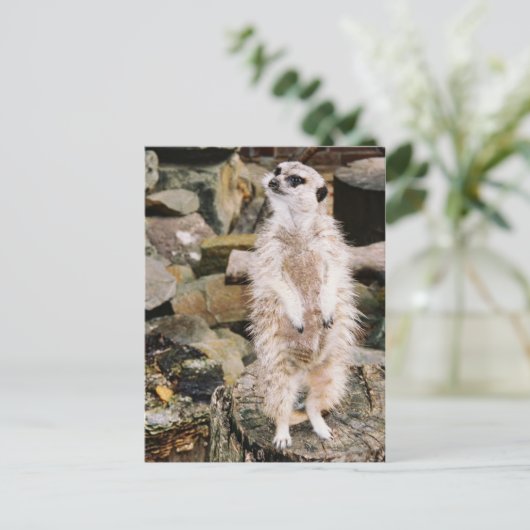 Meerkat Postkarte (Stehend Vorderseite)
