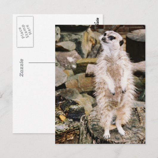 Meerkat Postkarte (Vorne/Hinten)