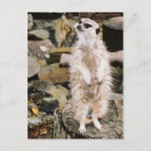 Meerkat Postkarte (Vorderseite)