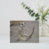 Meerkat Postkarte (Stehend Vorderseite)