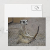 Meerkat Postkarte (Vorne/Hinten)
