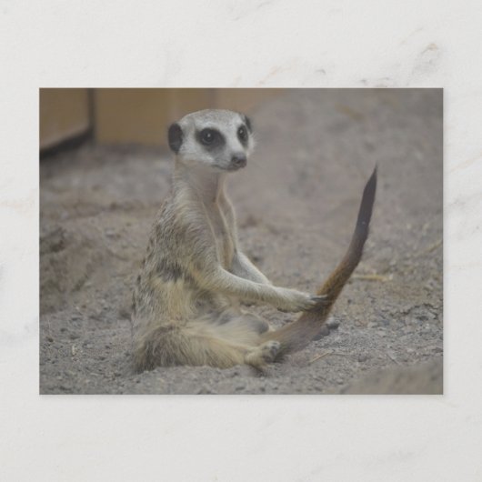 Meerkat Postkarte (Vorderseite)