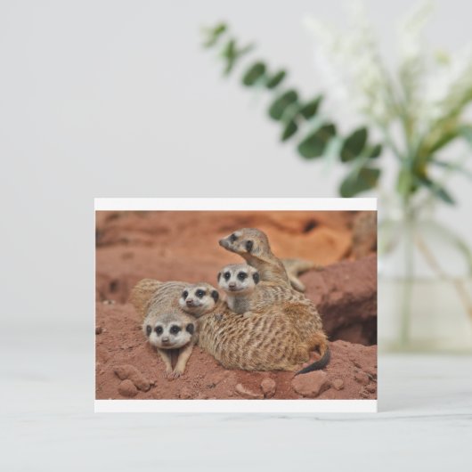 Meerkat Postkarte (Stehend Vorderseite)