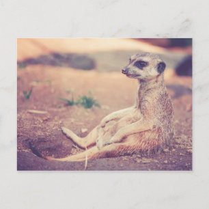 Meerkat Postkarte