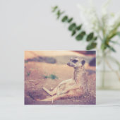 Meerkat Postkarte (Stehend Vorderseite)