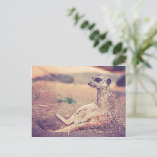 Meerkat Postkarte (Stehend Vorderseite)