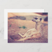 Meerkat Postkarte (Vorne/Hinten)