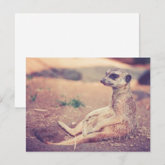 Meerkat Postkarte (Vorne/Hinten)