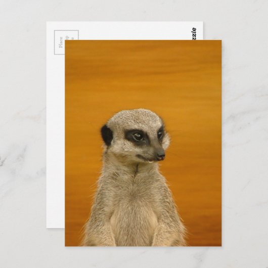 Meerkat Postkarte (Vorne/Hinten)
