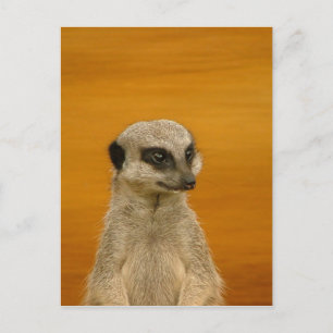 Meerkat Postkarte