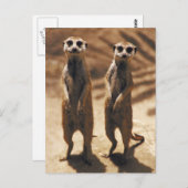 Meerkat-Postkarten Postkarte (Vorne/Hinten)