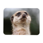Meerkat Premium Magnet (Horizontal)