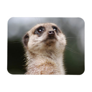 Meerkat Premium Magnet