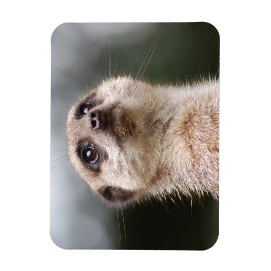 Meerkat Premium Magnet (Vertikal)