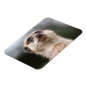 Meerkat Premium Magnet (Linke Seite)