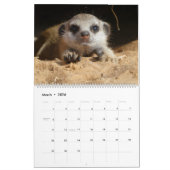 Meerkat Pups of the KMP 2026 Calendar Kalender (Mär 2026)