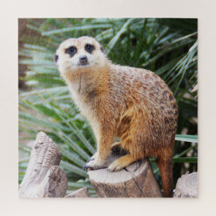 Meerkat Puzzle