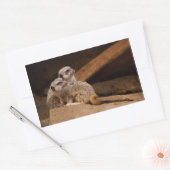 Meerkat Rectangle Aufkleber (Umschlag)