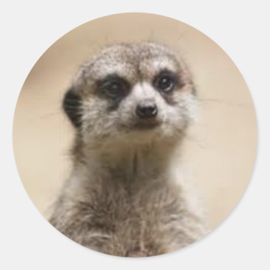 meerkat runder aufkleber (Vorderseite)