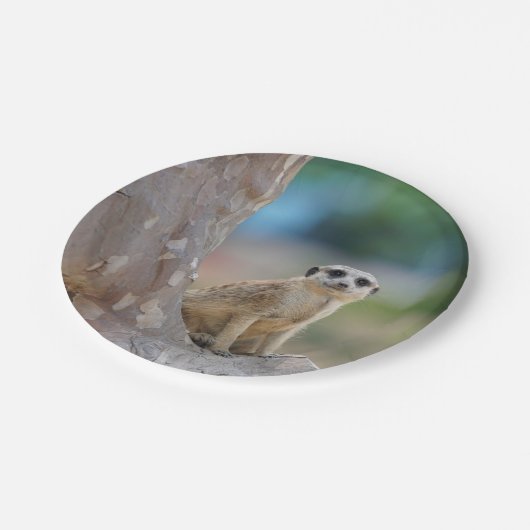Meerkat SAT auf Baum Pappteller (Schrägansicht)