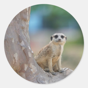 Meerkat Sat on Tree Runder Aufkleber