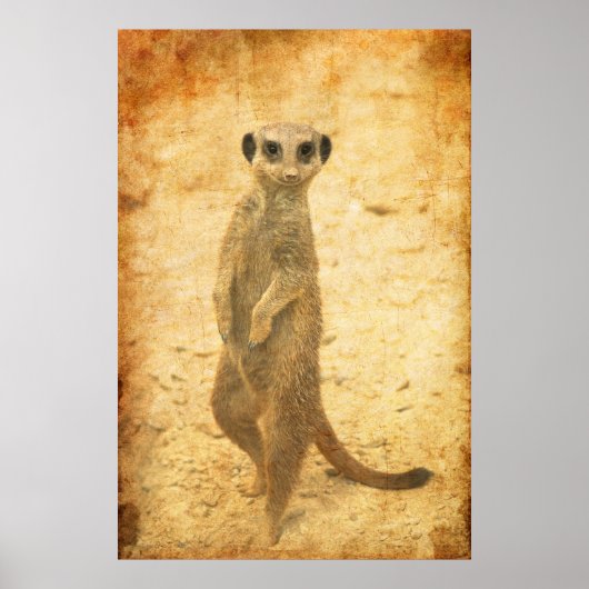 Meerkat Schutz Poster (Vorne)