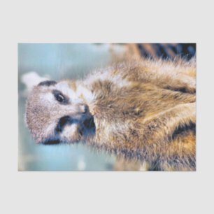 MEERKAT SEIDENPAPIER