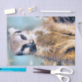 MEERKAT SEIDENPAPIER (Handwerk)