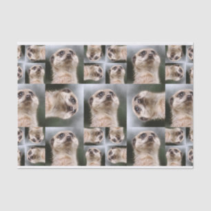 Meerkat Seidenpapier