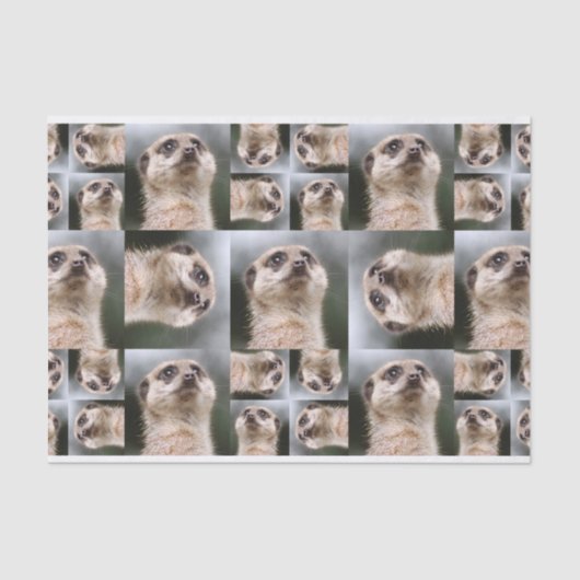 Meerkat Seidenpapier (Vorderseite)