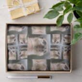 Meerkat Seidenpapier (Geschenk)