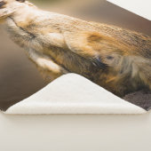 MEERKAT SHERPADECKE (3/4)