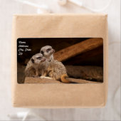 Meerkat Shipping Label (Insitu)