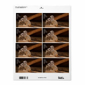 Meerkat Shipping Label (Vorne)