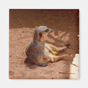 Meerkat Sitting Fotografie, Kühlschrankmagnet