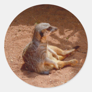 Meerkat Sitting Fotografie, Rundkleber Runder Aufkleber