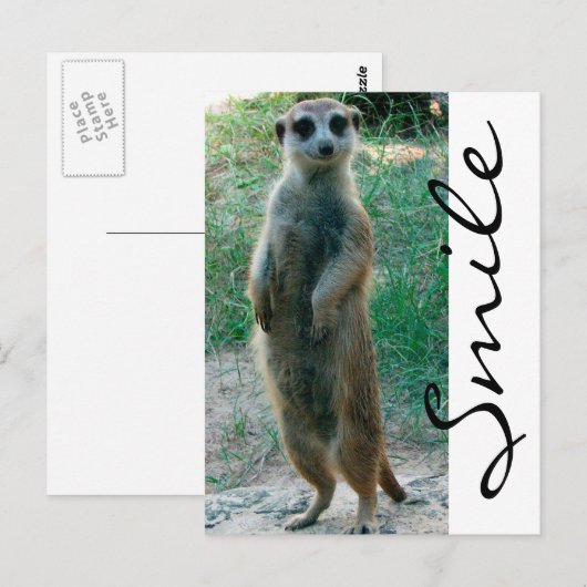 Meerkat Smile Postkarte (Vorne/Hinten)