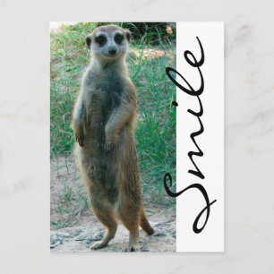 Meerkat Smile Postkarte
