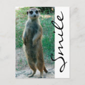 Meerkat Smile Postkarte (Vorderseite)