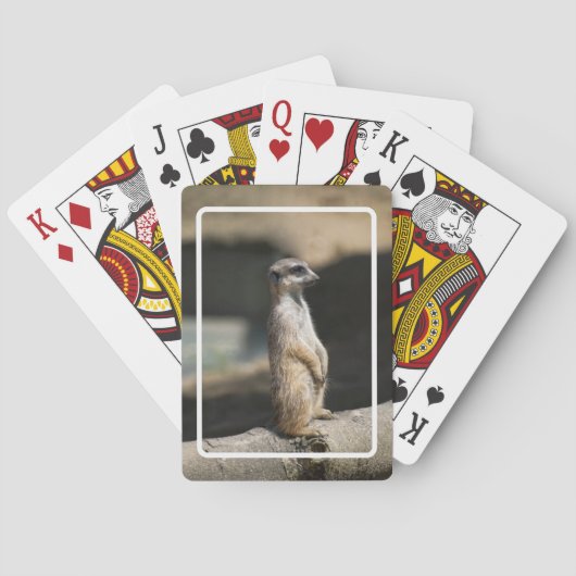 Meerkat Spielkarten (Rückseite)