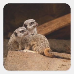 Meerkat Square Sticker