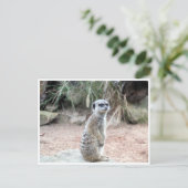 meerkat Stand Postkarte (Stehend Vorderseite)