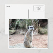 meerkat Stand Postkarte (Vorne/Hinten)