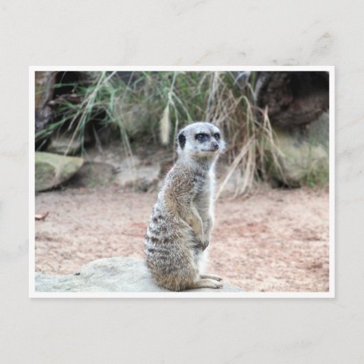 meerkat Stand Postkarte (Vorderseite)