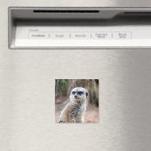 Meerkat Stare Magnet (In Situ (Geschirrspüler))