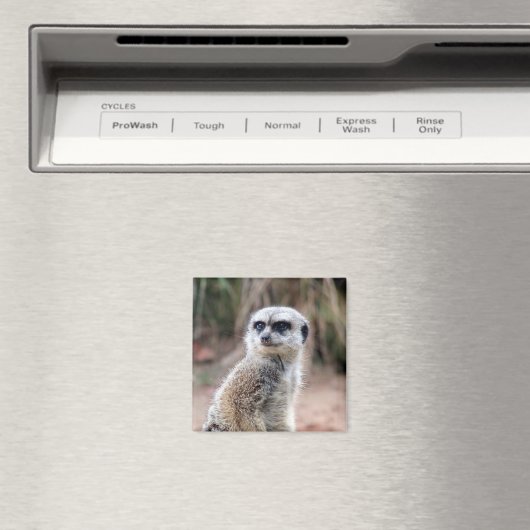 Meerkat Stare Magnet (In Situ (Geschirrspüler))